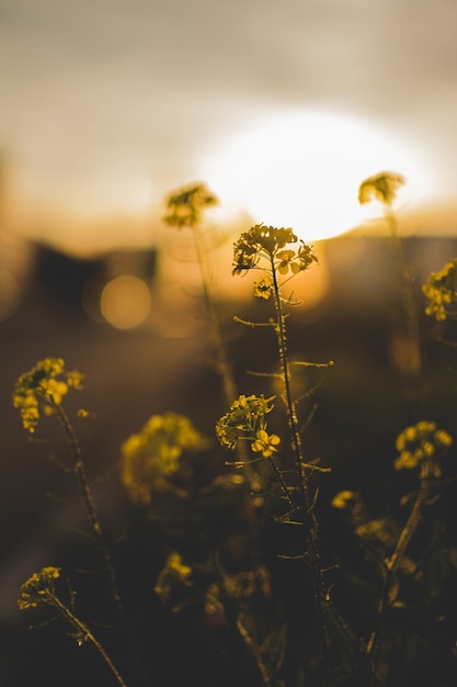 Vertical closeup shot of beautiful green small flowers in a field with a blurred natural background