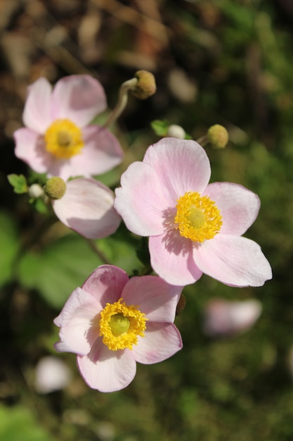 Vertical closeup shot of beautiful harvest anemone flowers