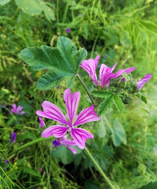 Vertical closeup shot of beautiful Malva sylvestris flower blooming in the garden