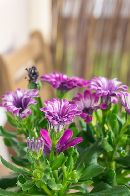 Free photo vertical closeup shot of beautiful pink african daisy flowers