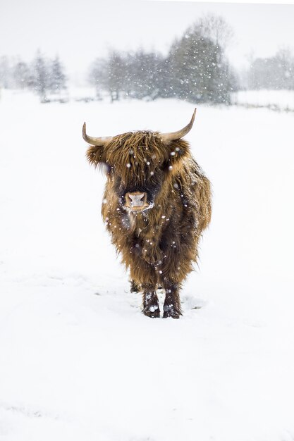 Vertical closeup shot of a bison standing in the snowy field during the snowflake