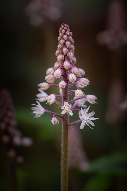 Free Photo vertical closeup shot of a blooming foamflower