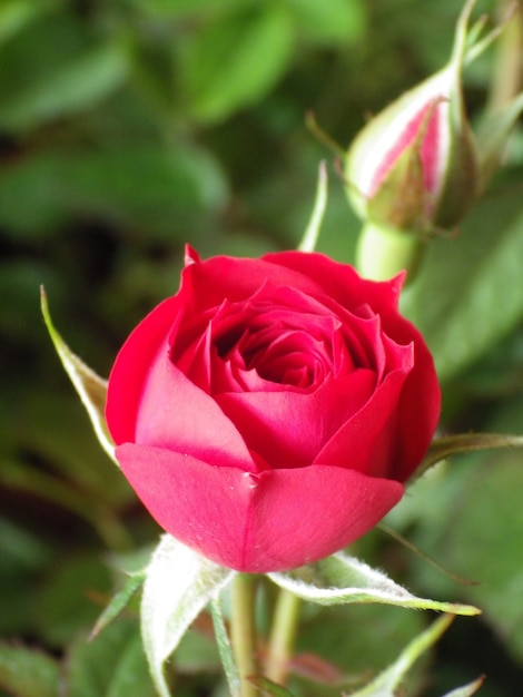 Vertical closeup shot of a blooming rose in the greenery