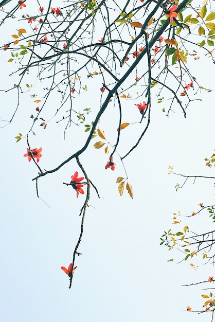 Vertical closeup shot of a blooming tree branch against the blue sky