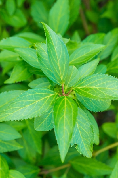 Free photo vertical closeup shot of the bright green leaves of a shrub