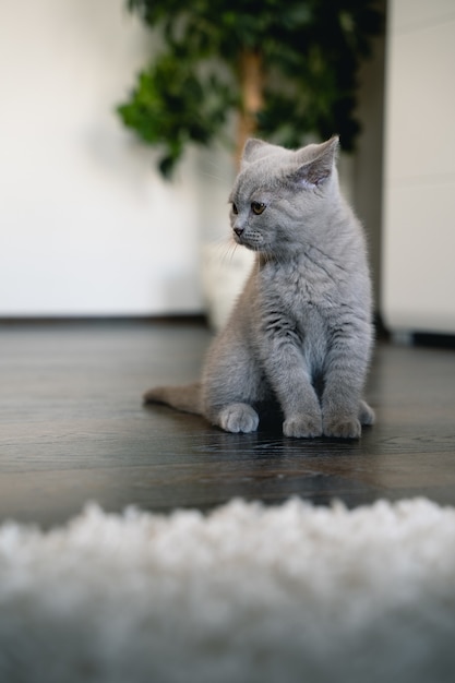 Free Photo vertical closeup shot of a british shorthair kitten