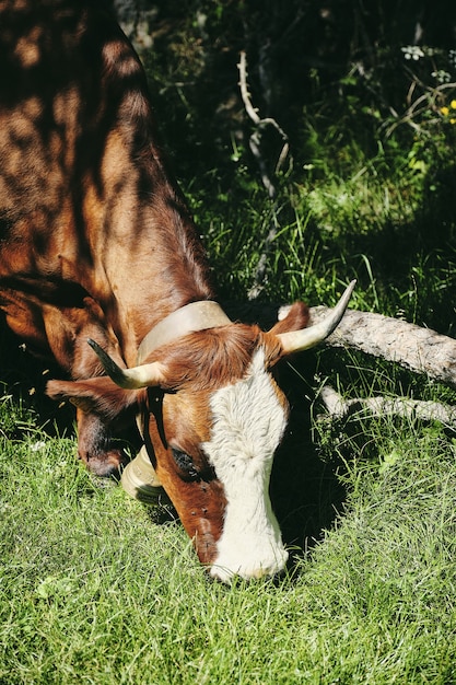 Vertical closeup shot of a brown cow grazing on the grass