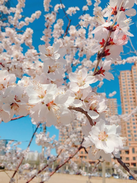 Vertical closeup shot of cherry blossoms on a blurred