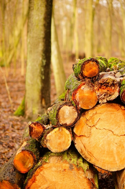 Free photo vertical closeup shot of chopped firewoods - nature abuse concept