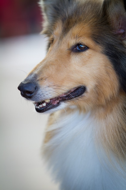 Free Photo vertical closeup shot of a cute furry dog with long hair with its mouth open