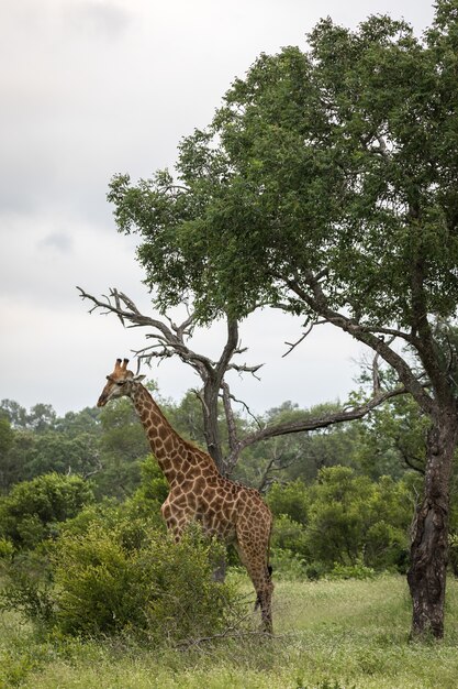 Vertical closeup shot of a cute giraffe walking among the green trees in the wilderness