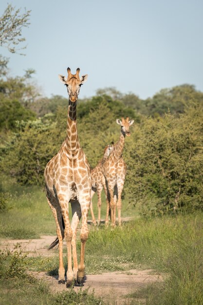 Vertical closeup shot of cute giraffes walking among the green trees in the wilderness