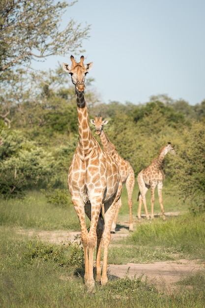 Vertical closeup shot of cute giraffes walking among the green trees in the wilderness