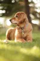 Free photo vertical closeup shot of cute  golden retriever looking right on sunny day