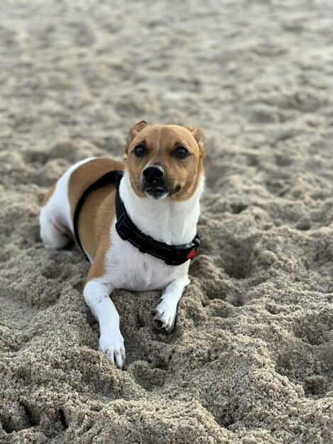 Vertical closeup shot of a cute Jack Russell lying on the sand in the beach