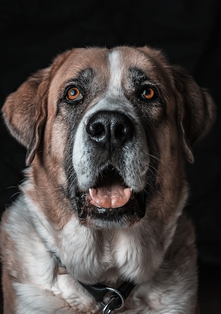 Free photo vertical closeup shot of a cute yawning st. bernard dog with a black wall