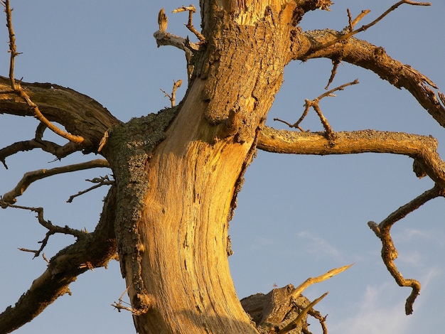 Free Photo vertical closeup shot of a damaged tree trunk with bare branches