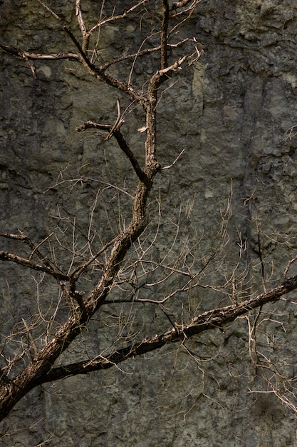 Free Photo vertical closeup shot of dry branches of a tree in front of a rock