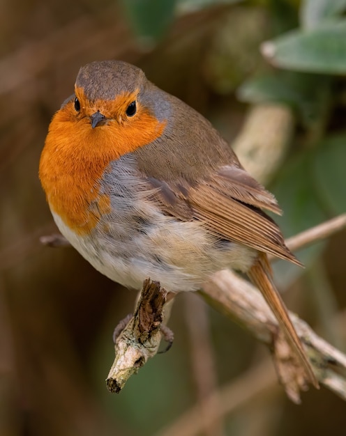 Free Photo vertical closeup shot of a european robin on a branch