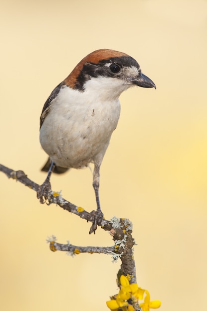 Free Photo vertical closeup shot of an exotic bird sitting on the small branch of a tree