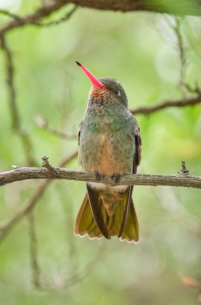 Free photo vertical closeup shot of an exotic bird on a tree branch