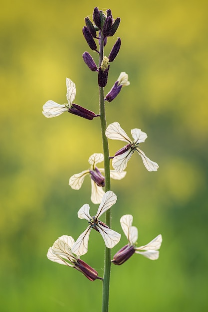 Vertical closeup shot of a  fern leaf lavender on a blurred