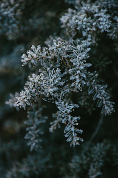 Free photo vertical closeup shot of frosted branches of a green tree during winter