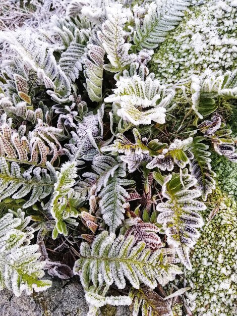 Free Photo vertical closeup shot of frozen plants in forest in stavern, norway