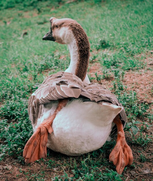 Vertical closeup shot of a goose sitting on the grass - perfect for background