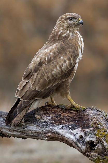 Vertical closeup shot of a goshawk perched on a branch with a blurry space