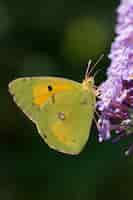 Free photo vertical closeup shot of a green butterfly on the lavender flower