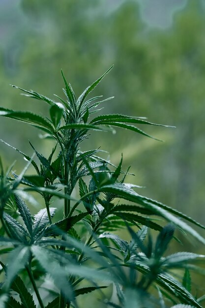 Vertical closeup shot of a green cannabis plants