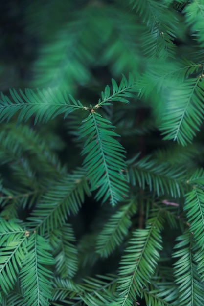 Vertical closeup shot of green fern leaves