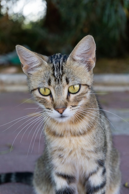 Free photo vertical closeup shot of a grey cat staring at the camera with its green eyes