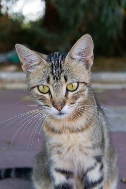 Vertical closeup shot of a grey cat staring at the camera with its green eyes