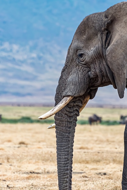 Free Photo vertical closeup shot of the head of a cute elephant in the wilderness