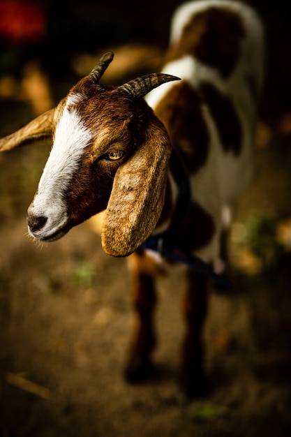 Vertical closeup shot of the head of a cute goat