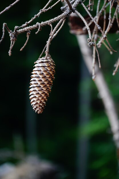 Vertical closeup shot of the last standing pinecone on the branch