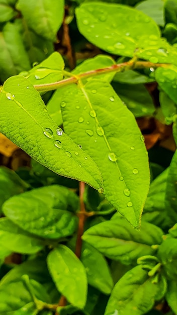 Free photo vertical closeup shot of lush fresh leaves with raindrops after an afternoon rain