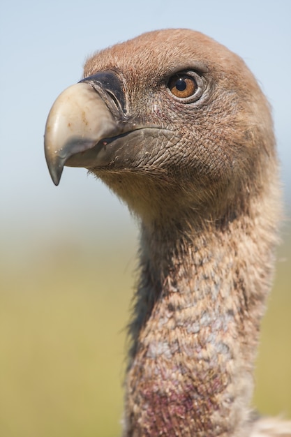 Free Photo vertical closeup shot of a magnificent falcon with a blurred natural