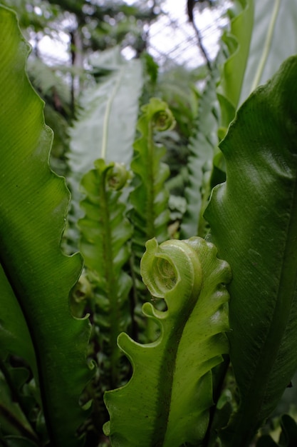 Vertical closeup shot of many green leaves