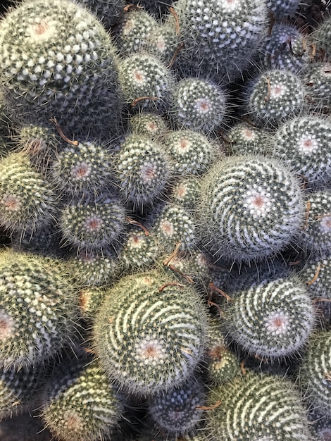 Free photo vertical closeup shot of numerous round green cacti