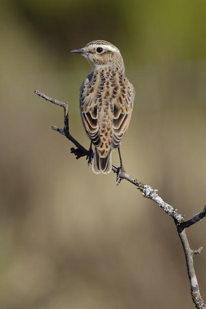 Vertical closeup shot of an old-world flycatcher perched on a branch with a blurred background