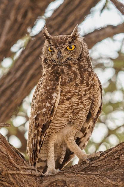 Free Photo vertical closeup shot of an owl perched on a tree branch with a blurred