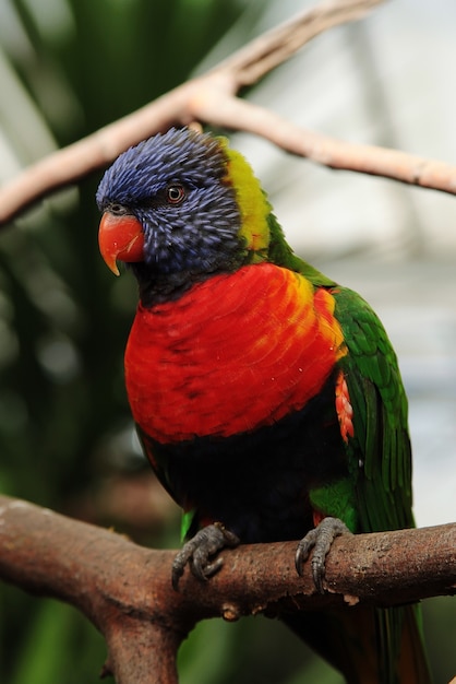 Free Photo vertical closeup shot of a parrot with red, blue and green feathers