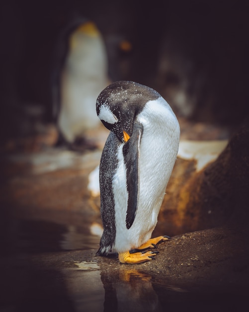 Vertical closeup shot of a penguin cleaning its self with a blurred background