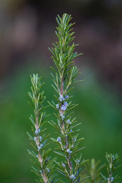 Vertical closeup shot of a pine tree branch  with blurred background