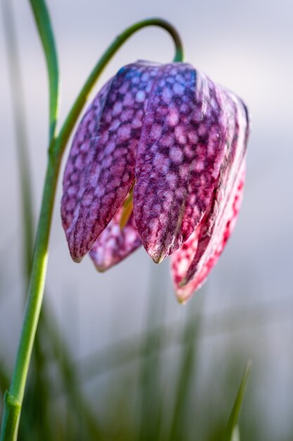 Vertical closeup shot of a pink patterned tulip with greenery