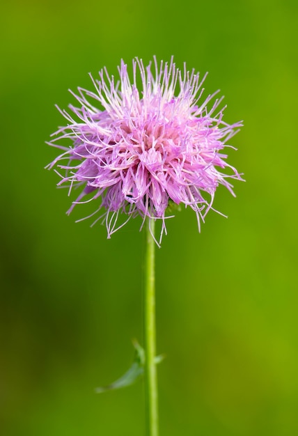 Vertical closeup shot of a pink spear thistle flower