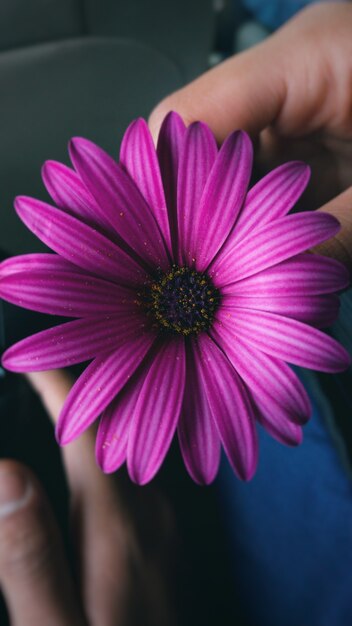 Vertical closeup shot of a purple African daisy in a man's hand